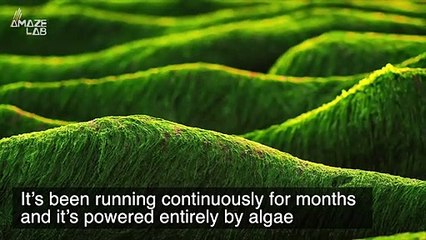 This ‘Green’ Computer is Powered Entirely by Algae