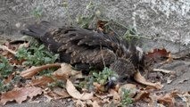 Canicule en Inde : des bénévoles mobilisés pour sauver les oiseaux déshydratés tombés du ciel