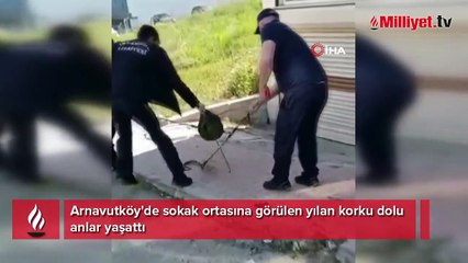 Sokak ortasına görülen yılan korku dolu anlar yaşattı