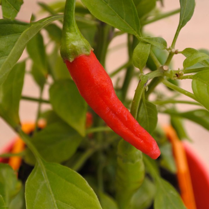 Chili gegen Krebs?