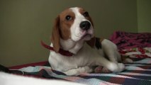 Cute Beagle Wants to SHOW YOU SOMETHING | Relaxing Rain Music | Shari The Beagle | Inspirational Dog