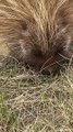 Porcupine Scratches an Itch