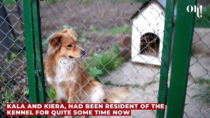 This heartbreaking photo of dogs saved them from being euthanized