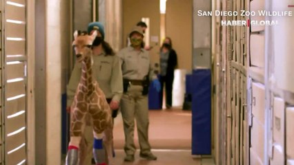 3 aylık zürafa yavrusu doğuştan hasarlı bir bacakla doğdu, yapılan tedavinin ardından doğaya bırakıldı