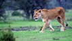 Panning shot of lioness prowling 02