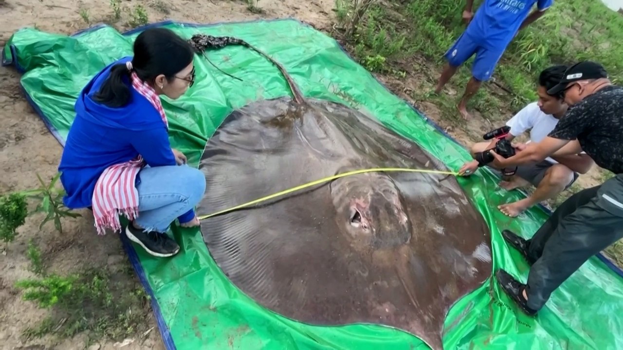 Rarely-seen giant freshwater stingray rescued in Mekong River