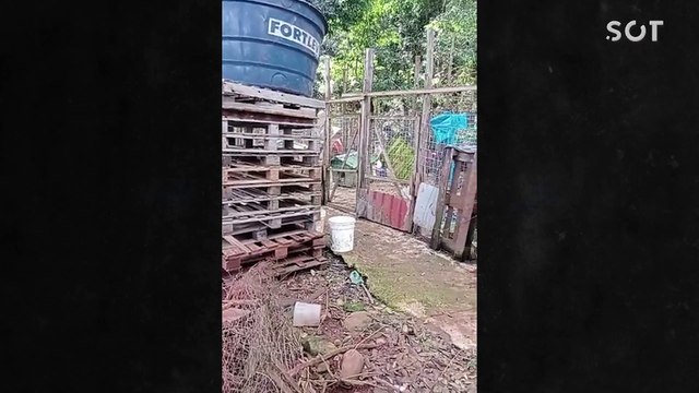 Polícia Militar Ambiental resgata 25 Cães em situação de Maus Tratos no Sudoeste do Paraná