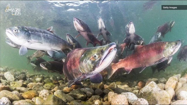 A ‘Compass’ Location in the Skin of Salmon Helps Them Migrate Earth’s Magnetic Field