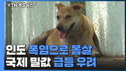인도 폭염으로 몸살...국제 밀값 급등 우려 / YTN