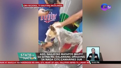 Aso, nailigtas matapos maipit sa gitna ng dalawang dingding sa Naga city, Camarines Sur | SONA