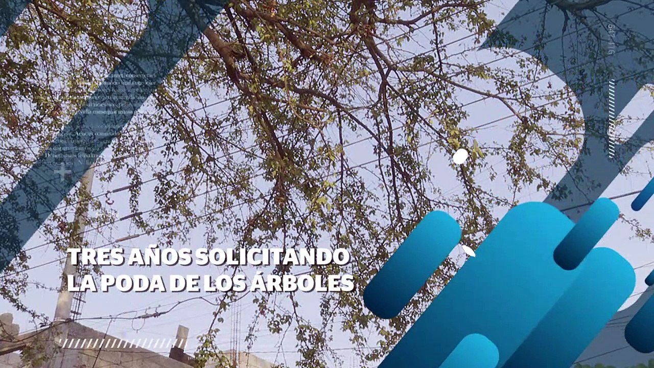 Tres años solicitando la poda de árboles en Col. Loma Bonita | CPS Noticias Puerto Vallarta