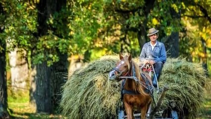 Puiu Nastase -cand s-o-mpartit norocu'