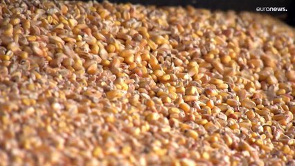 La agricultura, la primera afectada por la guerra en Ucrania en la industria alimentaria