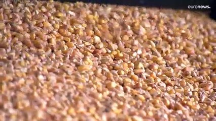 Ungheria: agricoltura in ginocchio (per colpa di Covid e guerra, ma non solo)