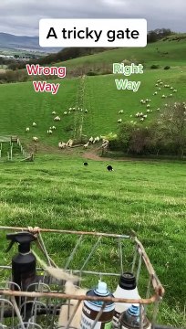 Communicating with Border Collies