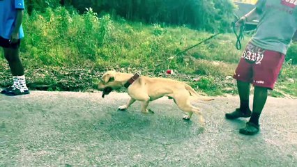 American Pitbull Terrier Puppy  Redboy Jocko