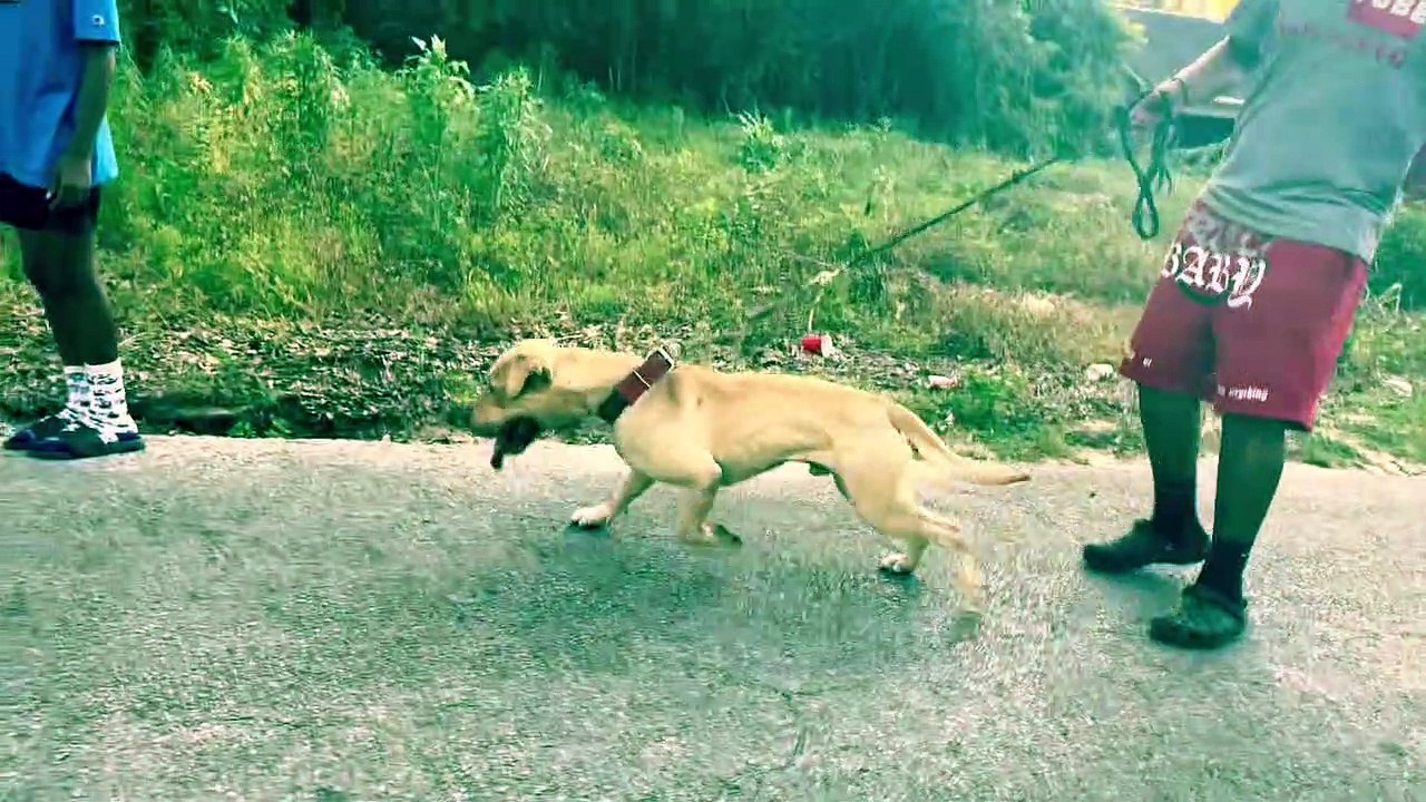 American Pitbull Terrier Puppy  Redboy Jocko