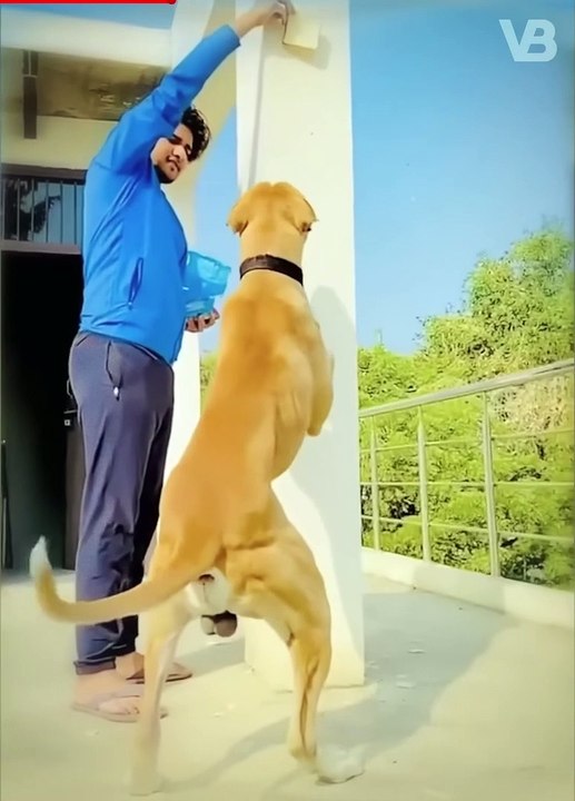 Only These Dogs Could Defeat a Pitbull