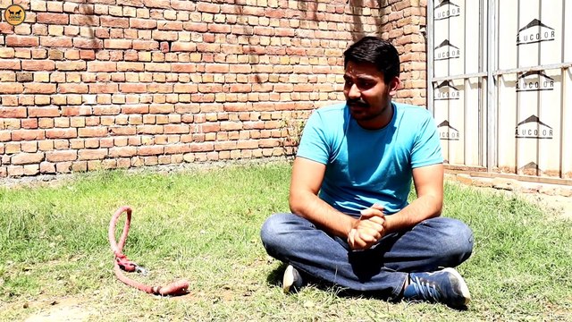 Rottweiler Dog Thor The Rottweiler RACHIT PANGHAL