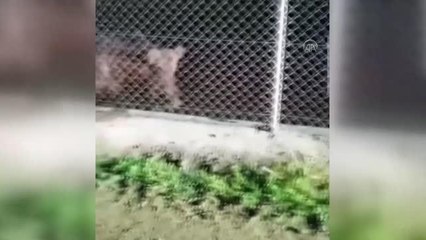Karabük'te karaca, ayı ve domuz görüntülendi