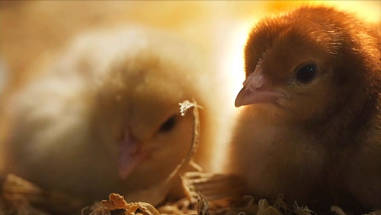 Gesetz gegen Kükentöten: So viele männliche Küken werden dadurch gerettet