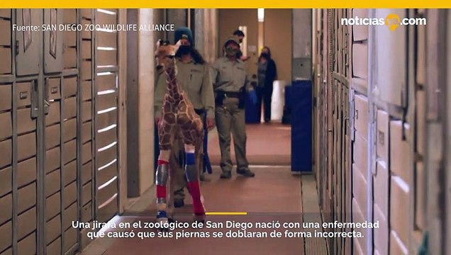 A una jirafa bebé se le colocaron aparatos ortopédicos especiales para las piernas.