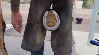 Horse Hoof Restoration