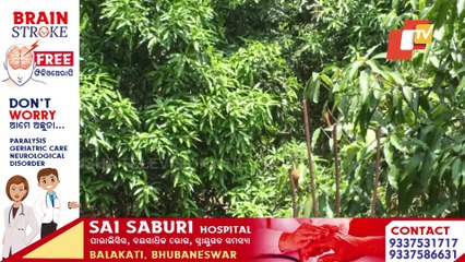 Special Story- Mango farming and its uniqueness | Know details