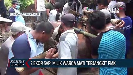 2 Ekor Sapi Milik Warga Lumajang Mati Terjangkit PMK