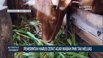 Jumlah Sapi Terinfeksi PMK di Lumajang Terus Bertambah