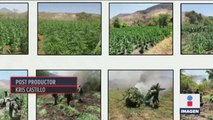 Ejército encontró narcolaboratorio y plantíos de mariguana en Nueva Italia, Michoacán