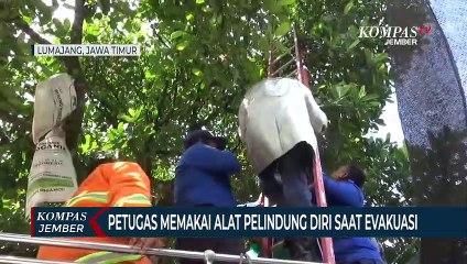 Petugas Damkar Evakuasi Sarang Tawong yang Bahayakan Warga