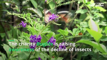 Insect decline could massively increase food bills, warn scientists