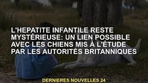 L'hépatite infantile reste un mystère: peut être liée à des chiens étudiés par les autorités britann