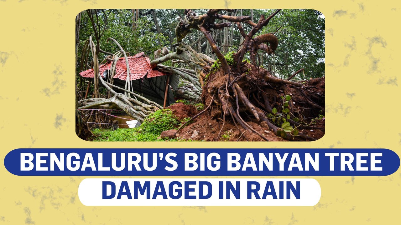 Bengaluru rains damage Big Banyan Tree