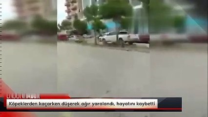 Sizin başıboş köpek sevginiz batsın! Bir kişi daha feci şekilde öldü