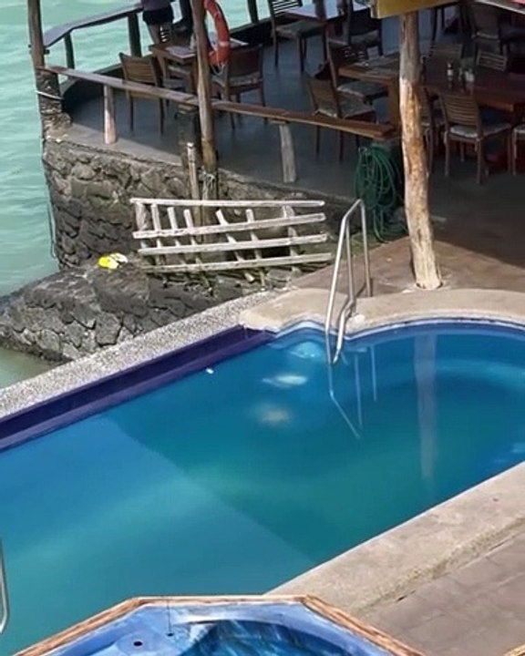 Теперь это его лежак