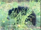 A real life teddy - Sloth Bear in Panna!