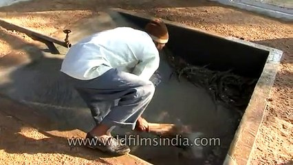 Baby Gharials in Crocodile Centre at Deori, Morena