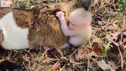 Cute baby monkey and goat look for food in the forest