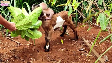 Baby monkey thinks the goat is her dad