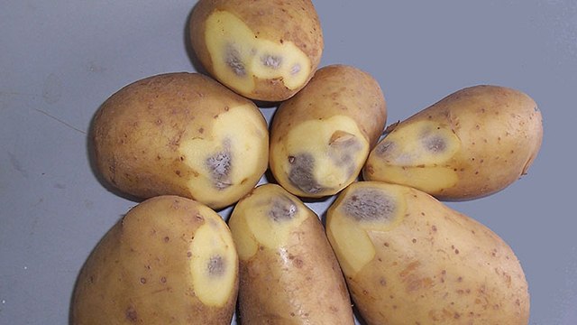 आलू काटने पर निकले काला तो खाएं या नहीं? । आलू काले होने पर खाने से क्या होता है ? । Boldsky