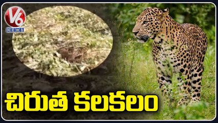 Leopard Spotted At Sorghum Crop At Kapparla Village_  Tamsi _ Adilabad District _ V6 News