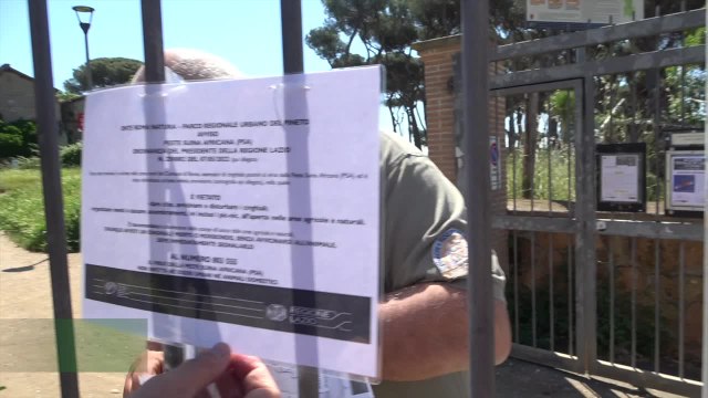 Cinghiali in citta' e peste suina, l'ordinanza della Regione Lazio nei parchi di Roma