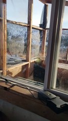 Black Bear Visits Mining Camp