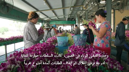 الحرب الأوكرانية والجائحة والتغير المناخي تلقي بثقلها على مزارع الأوركيد في تايلاند