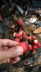 Ada yang Tau Buah Misterius yang tak sengaja saya temukan dihutan belantara ini gak?misterius banget!