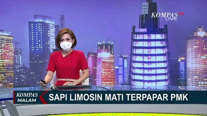 Dua Sapi Limosin di Lumajang Mati Akibat Terpapar PMK, Peternak Rugi Puluhan Juta Rupiah!