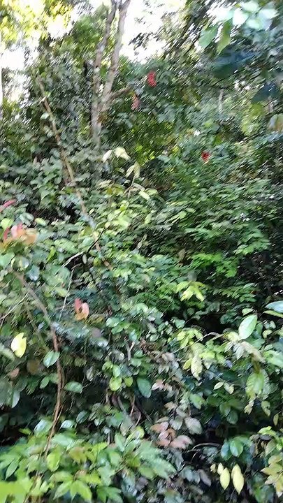 Ada yang tau gak itu buah apa yah? Misterius banget!