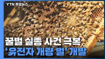 꿀벌 실종 사건...'유전자 개량 벌'로 이겨낸다 / YTN